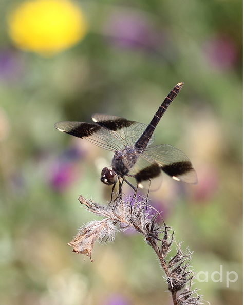 Tropical Dragonfly with European records in Iberia, and Turkey, common at one spot at Vilamoura May 2011, but not seen there in previous twenty years. IMG_0588t800c10x8 BaGr VM.jpg